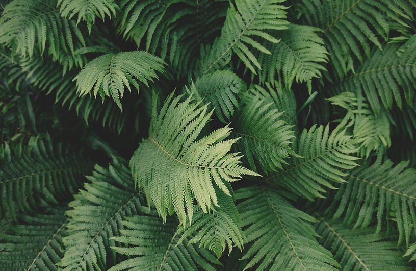 シダ植物