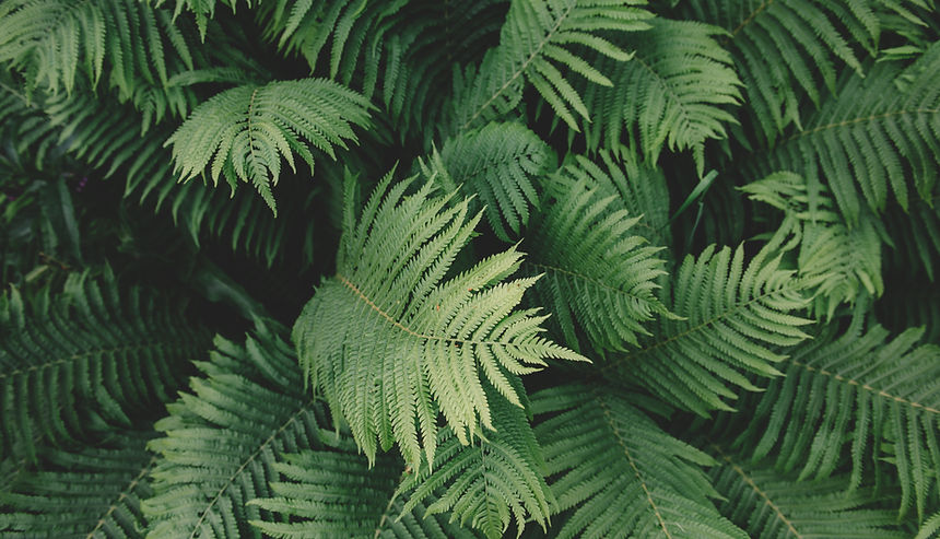 Fern Plant