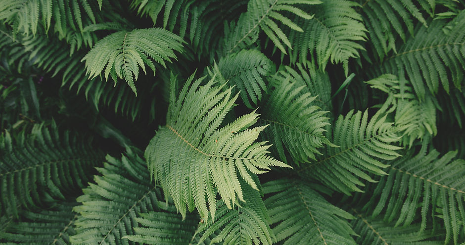 Fern Plant