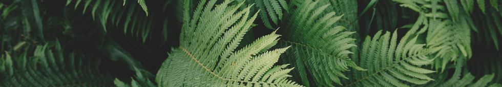 Fern Plant