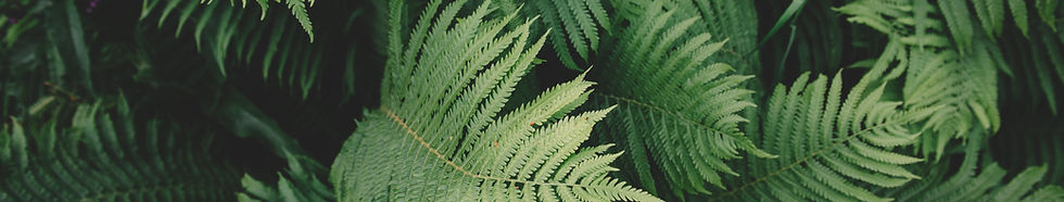 Fern Plant