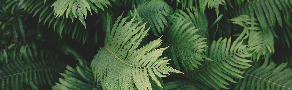 Fern Plant