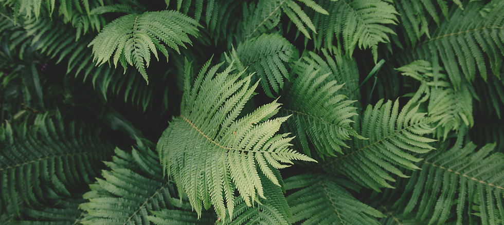 Fern Plant