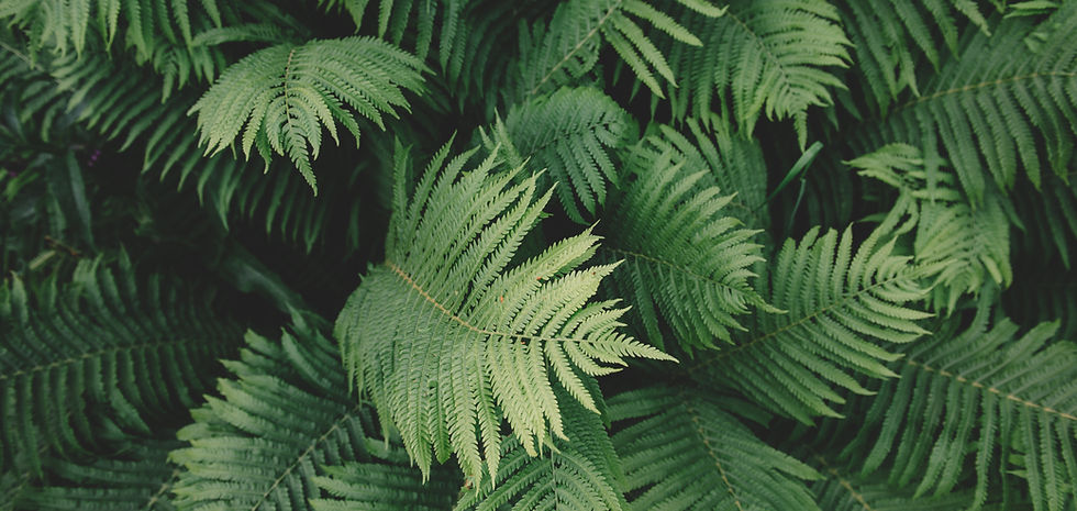 fougère plante