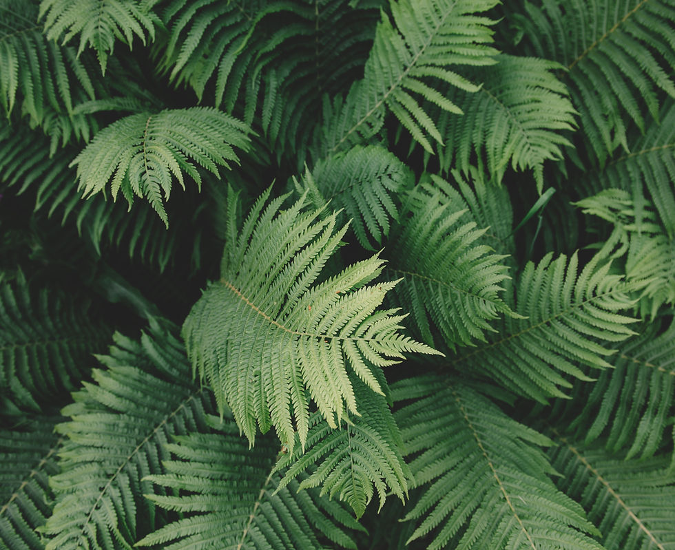 Fern Plant