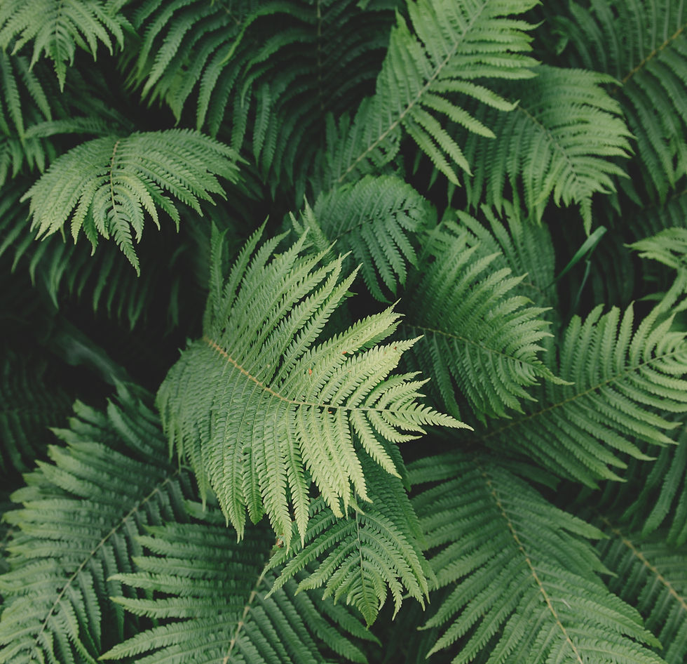 Fern Planta