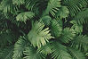 Lush Green Ferns