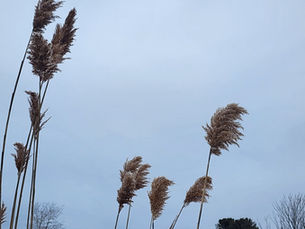 Blizzard Conditions in Maine