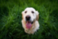 Attentive, well-trained dog