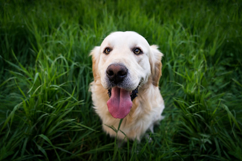 Attentive, well-trained dog