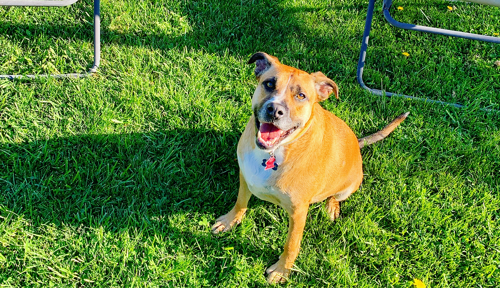 All Dog Rescue Adopting a Rescue Dog