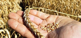 Quality seed, supplied from our plant