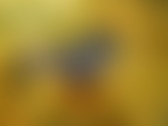 Brazilian Merganser: symbol of the waters of Brazil.