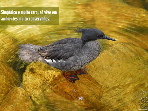 Brazilian Merganser: symbol of the waters of Brazil.