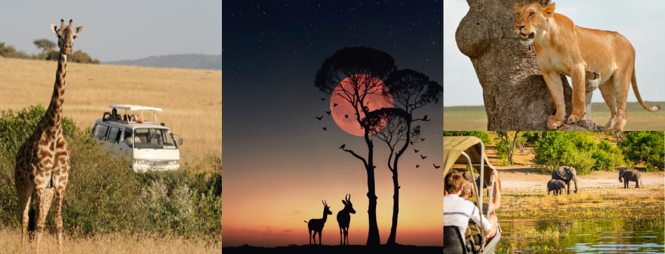 Africa Safari