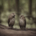 relationship issues personified through nature.jpg