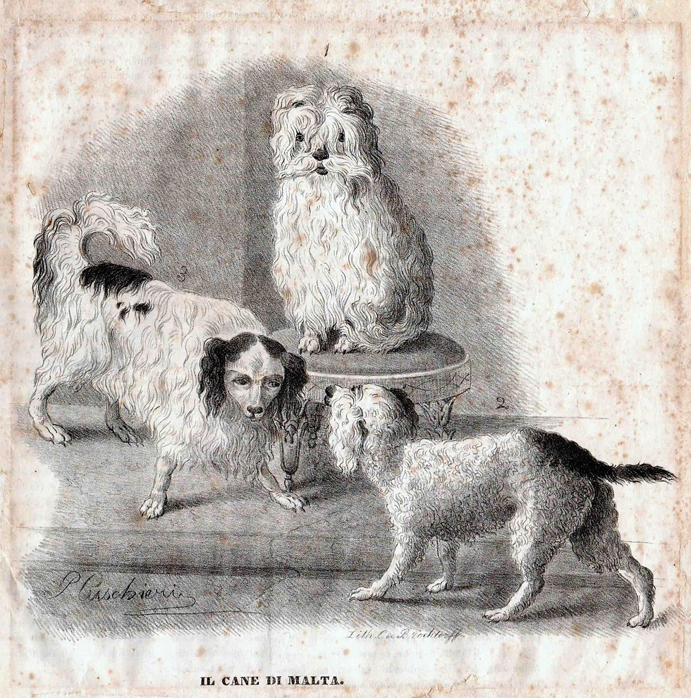Illustration of Maltese