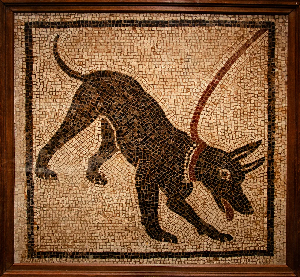 Roman Guard dog wearing a millum collar