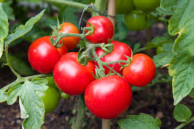 Tomatoes on a Vine