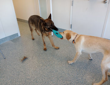 Harley and Murphy playing.jpg