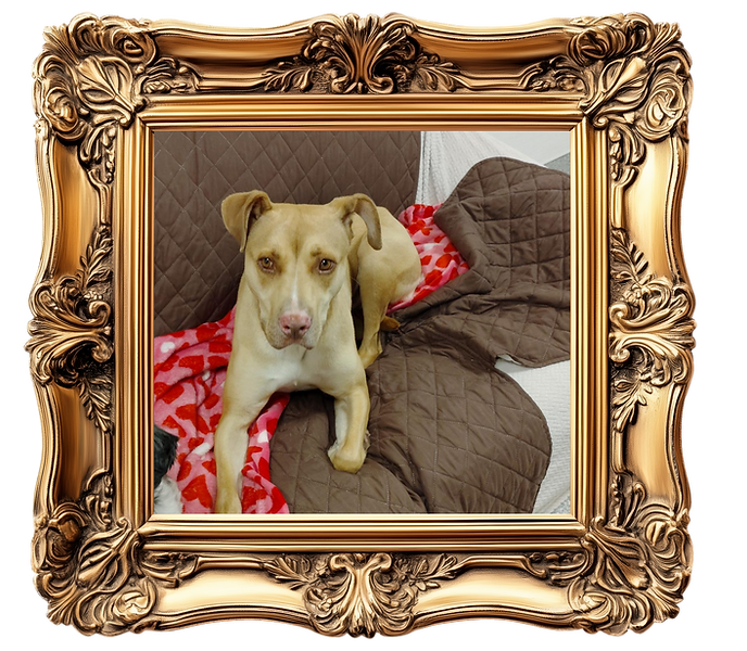 Main page graphics CPH - 2025-10-30T025815.470.png