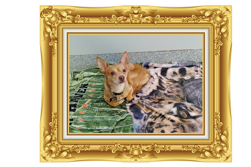 Main page graphics CPH - 2025-10-30T023021.526.png