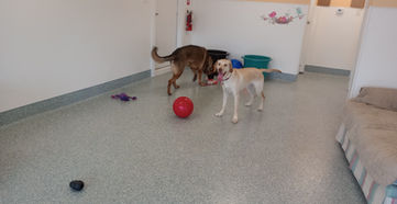 Harley and Murphy 1.jpg