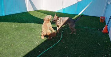 Harley and Bella3.jpg