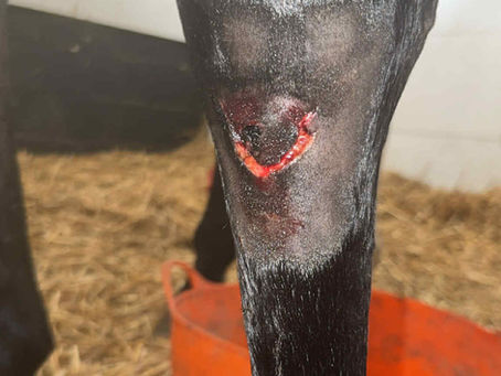 From Scrapes to Strain: Understanding Superficial Injuries in Horses and The Role of Rest in Full Recovery
