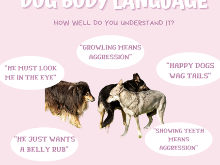 A Wagging Tail Doesn't Always Mean a Happy Dog