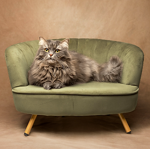 3kitties SAGE-WEB_edited_edited.png