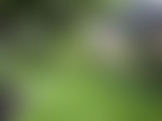How to Fertilize Your Lawn for Lush, Healthy Grass