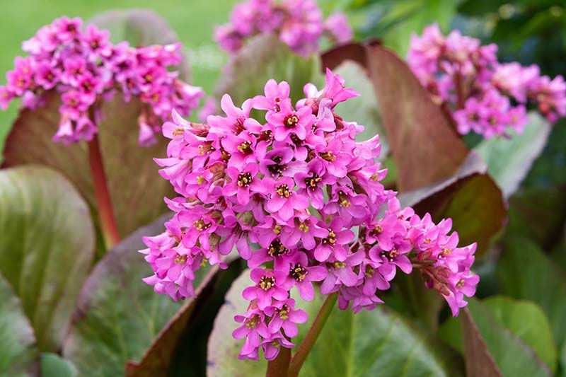 Pink flowers in the Spring time