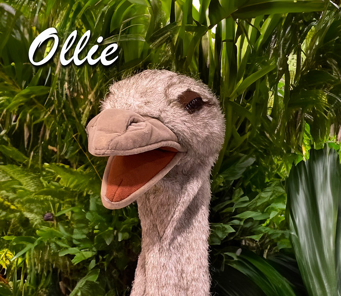 Ollie for MTT copy.jpg