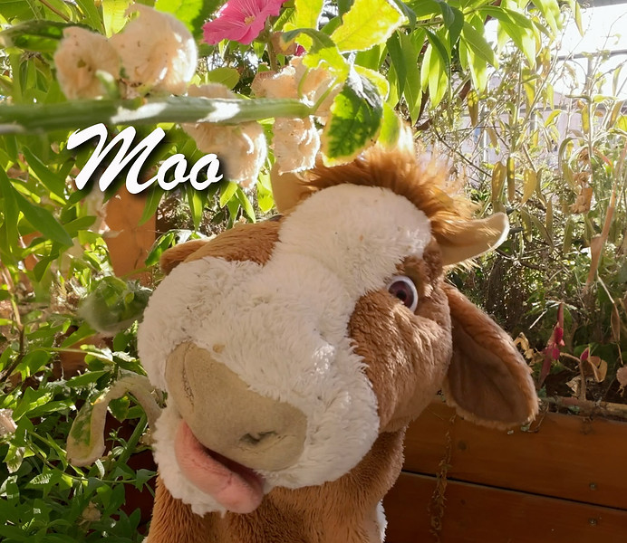 Moo for Meet the Team copy.jpg