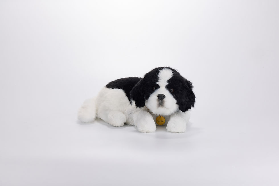 Thumbnail: Oreo - Border Collie