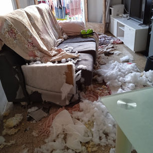 perro destrozado la casa