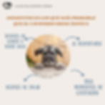 Momentos en los que mƔs probable que el cachorro orine/defeca