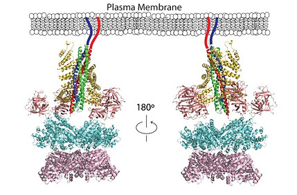 elife-36497-fig1.jpg