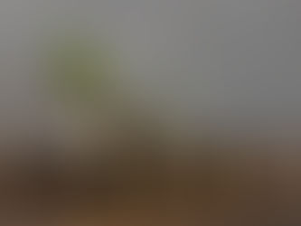 Is Mutual Fund Software in India the Peak of Automation?