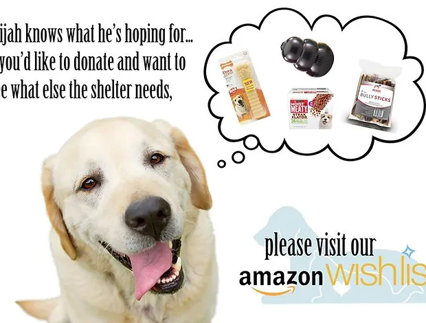 Get Stafford County Animal Shelter For Android Free Wallpaper Stafford County Animal Shelter Free