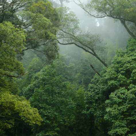 Dein einfacher Einstieg in den Regenwaldschutz: Lebensräume für Papageien und Wildtiere bewahren – schon mit einem digitalen Kalender