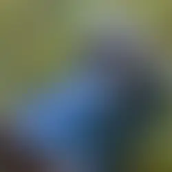 Der Spix-Ara: Vom Aussterben in der Wildnis und den Hoffnungen auf Wiederansiedlung