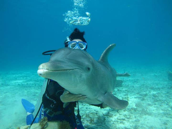 dolpfin
