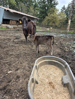 Picture taken by Young Farm