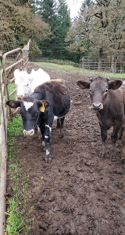 Picture taken by Young Farm