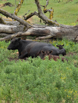 Picture taken by Young Farm