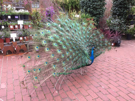 Spring Blooms and a Peacock at Filoli Gardens