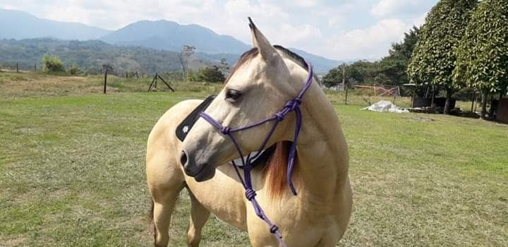 Miniatura: Alfombra Coleo Americana (Replica)