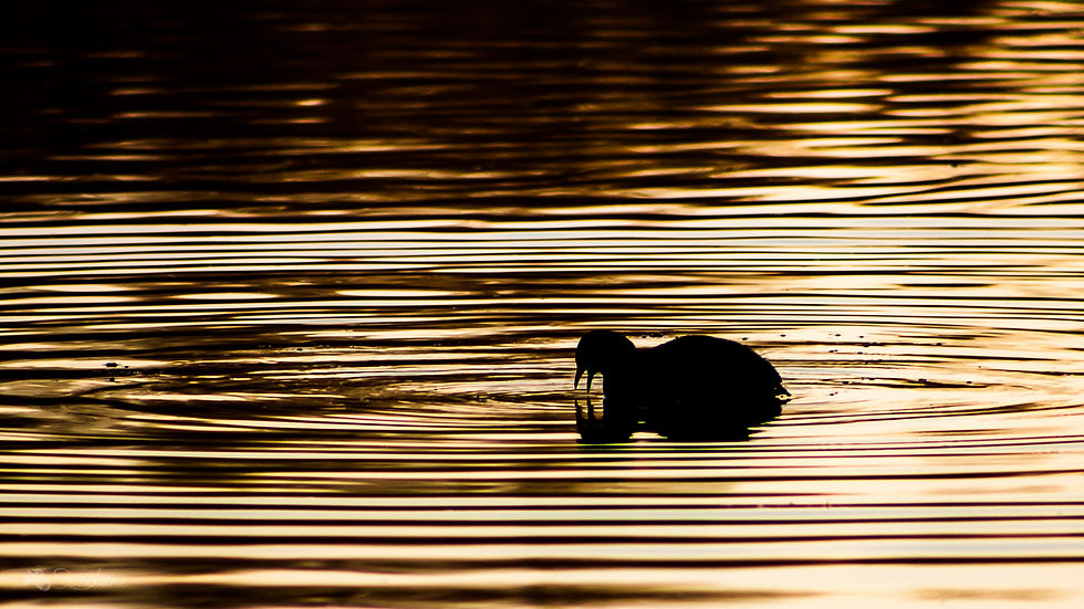 Foulque d'or